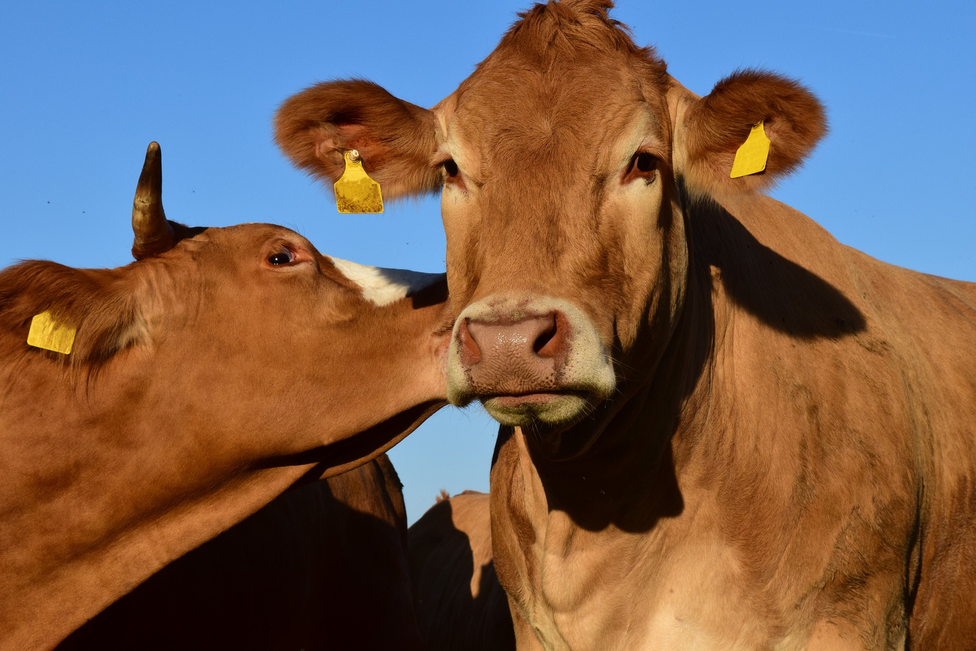 Beef Cattle Operation