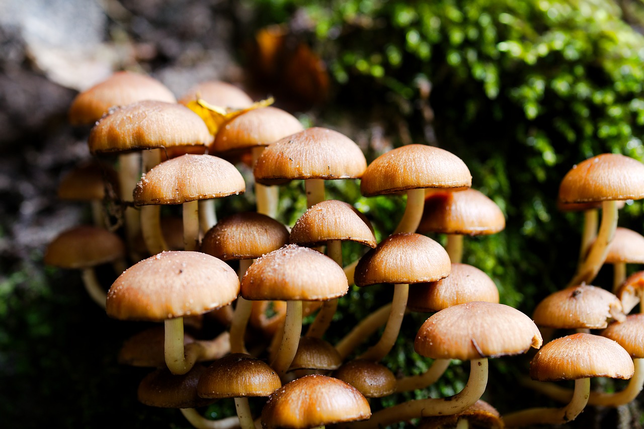 Gourmet Mushrooms