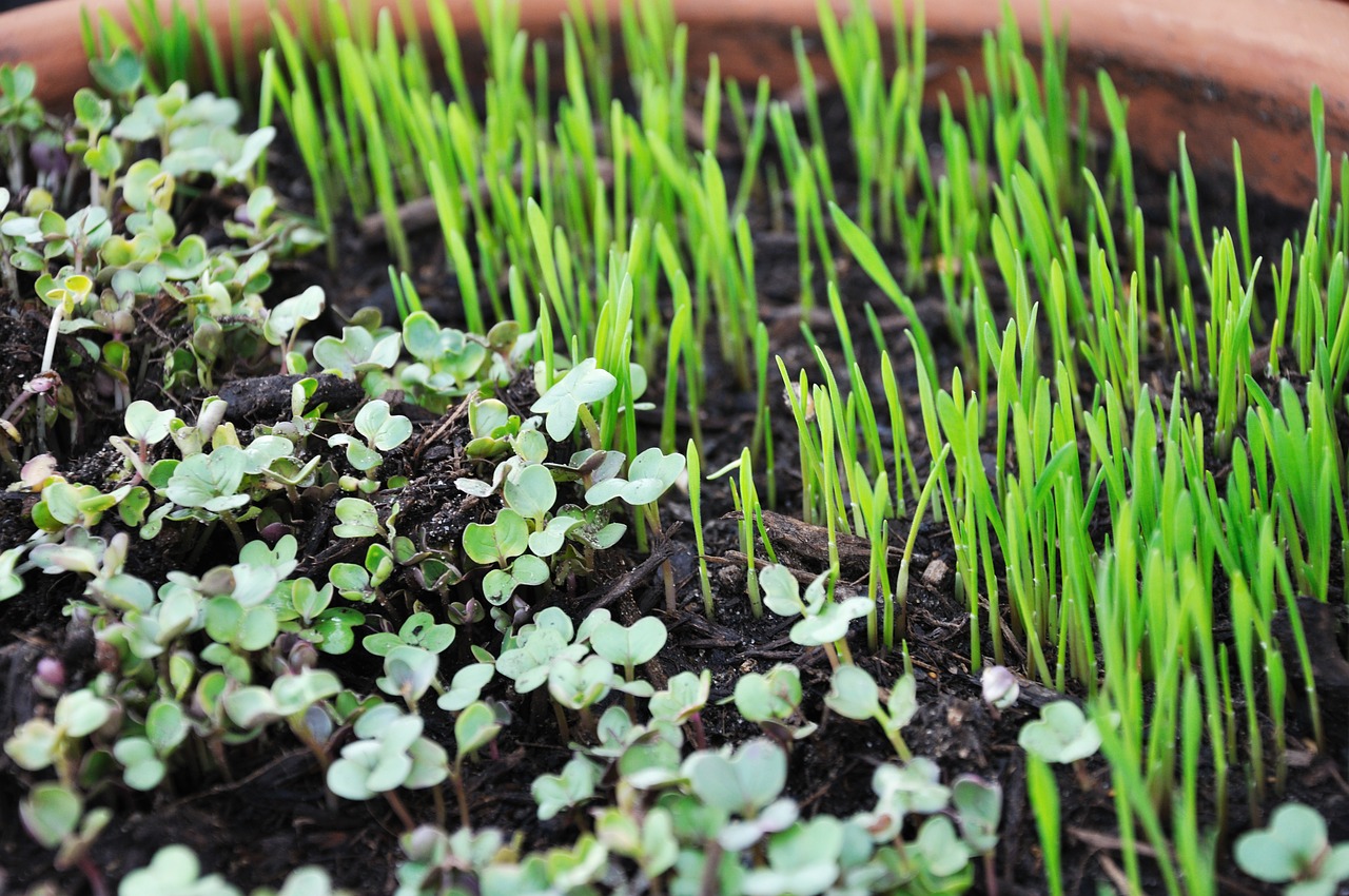Micro-greens